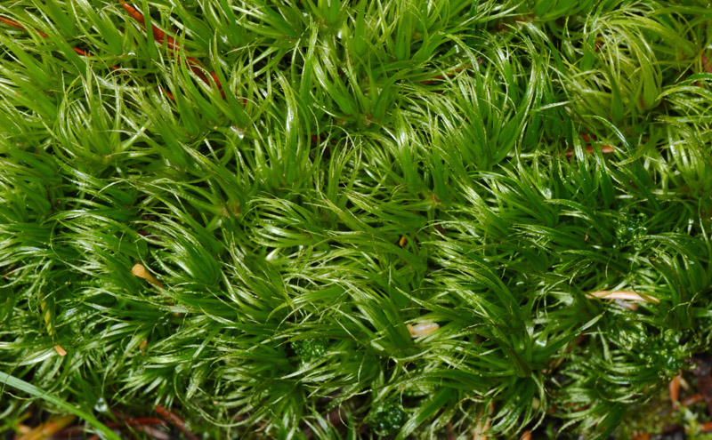 Dicranum majus var. majus